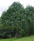 Tahitian screwpine